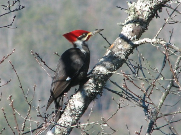 PiliatedWoodpecker